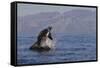 Great White Shark (Carcharodon Carcharias)-David Jenkins-Framed Stretched Canvas