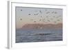 Great White Shark (Carcharodon Carcharias)-David Jenkins-Framed Photographic Print