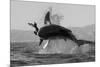 Great White Shark (Carcharodon Carcharias)-David Jenkins-Mounted Photographic Print