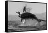 Great White Shark (Carcharodon Carcharias)-David Jenkins-Framed Stretched Canvas