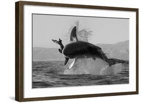 Great White Shark (Carcharodon Carcharias)-David Jenkins-Framed Photographic Print