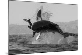 Great White Shark (Carcharodon Carcharias)-David Jenkins-Mounted Photographic Print