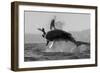 Great White Shark (Carcharodon Carcharias)-David Jenkins-Framed Photographic Print