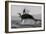 Great White Shark (Carcharodon Carcharias)-David Jenkins-Framed Photographic Print