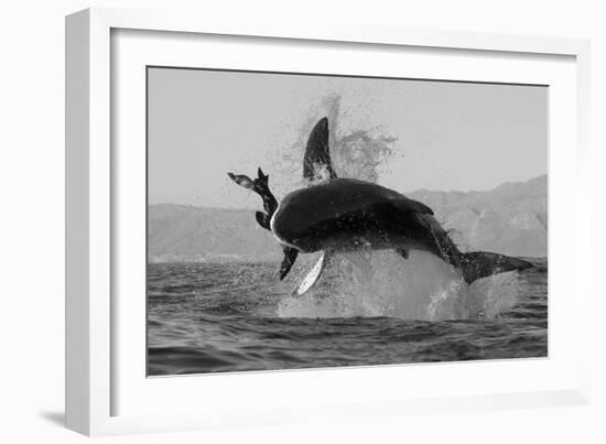 Great White Shark (Carcharodon Carcharias)-David Jenkins-Framed Photographic Print