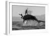 Great White Shark (Carcharodon Carcharias)-David Jenkins-Framed Photographic Print