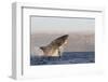 Great White Shark (Carcharodon Carcharias)-David Jenkins-Framed Photographic Print