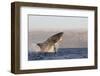 Great White Shark (Carcharodon Carcharias)-David Jenkins-Framed Premium Photographic Print