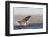 Great White Shark (Carcharodon Carcharias)-David Jenkins-Framed Premium Photographic Print