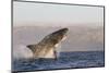 Great White Shark (Carcharodon Carcharias)-David Jenkins-Mounted Premium Photographic Print