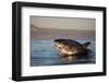 Great White Shark (Carcharodon Carcharias)-David Jenkins-Framed Photographic Print