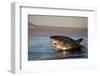 Great White Shark (Carcharodon Carcharias)-David Jenkins-Framed Photographic Print