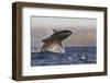 Great White Shark (Carcharodon Carcharias)-David Jenkins-Framed Photographic Print