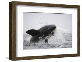 Great White Shark (Carcharodon Carcharias)-David Jenkins-Framed Photographic Print