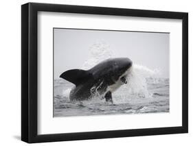 Great White Shark (Carcharodon Carcharias)-David Jenkins-Framed Photographic Print