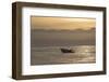 Great White Shark (Carcharodon Carcharias)-David Jenkins-Framed Photographic Print