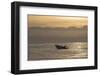 Great White Shark (Carcharodon Carcharias)-David Jenkins-Framed Photographic Print