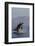 Great White Shark (Carcharodon Carcharias)-David Jenkins-Framed Photographic Print