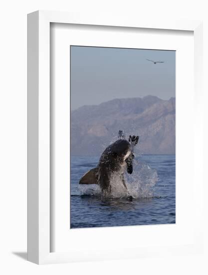 Great White Shark (Carcharodon Carcharias)-David Jenkins-Framed Photographic Print