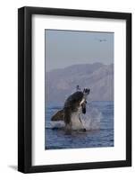 Great White Shark (Carcharodon Carcharias)-David Jenkins-Framed Premium Photographic Print