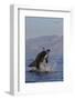 Great White Shark (Carcharodon Carcharias)-David Jenkins-Framed Premium Photographic Print