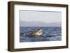 Great White Shark (Carcharodon Carcharias)-David Jenkins-Framed Photographic Print