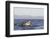 Great White Shark (Carcharodon Carcharias)-David Jenkins-Framed Photographic Print