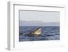 Great White Shark (Carcharodon Carcharias)-David Jenkins-Framed Photographic Print