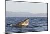 Great White Shark (Carcharodon Carcharias)-David Jenkins-Mounted Photographic Print