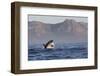 Great White Shark (Carcharodon Carcharias)-David Jenkins-Framed Photographic Print