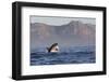 Great White Shark (Carcharodon Carcharias)-David Jenkins-Framed Photographic Print