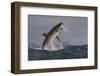 Great White Shark (Carcharodon Carcharias)-David Jenkins-Framed Photographic Print