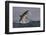 Great White Shark (Carcharodon Carcharias)-David Jenkins-Framed Photographic Print