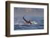 Great White Shark (Carcharodon Carcharias)-David Jenkins-Framed Photographic Print