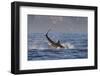 Great White Shark (Carcharodon Carcharias)-David Jenkins-Framed Photographic Print