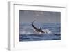 Great White Shark (Carcharodon Carcharias)-David Jenkins-Framed Photographic Print