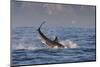 Great White Shark (Carcharodon Carcharias)-David Jenkins-Mounted Photographic Print