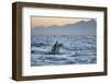 Great White Shark (Carcharodon Carcharias)-David Jenkins-Framed Photographic Print