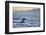 Great White Shark (Carcharodon Carcharias)-David Jenkins-Framed Photographic Print