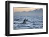 Great White Shark (Carcharodon Carcharias)-David Jenkins-Framed Photographic Print