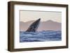 Great White Shark (Carcharodon Carcharias)-David Jenkins-Framed Photographic Print