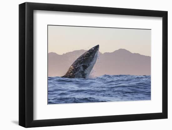 Great White Shark (Carcharodon Carcharias)-David Jenkins-Framed Photographic Print