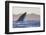 Great White Shark (Carcharodon Carcharias)-David Jenkins-Framed Photographic Print