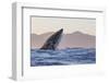 Great White Shark (Carcharodon Carcharias)-David Jenkins-Framed Photographic Print