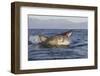 Great White Shark (Carcharodon Carcharias)-David Jenkins-Framed Photographic Print