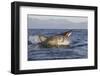 Great White Shark (Carcharodon Carcharias)-David Jenkins-Framed Photographic Print