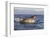 Great White Shark (Carcharodon Carcharias)-David Jenkins-Framed Photographic Print