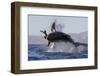 Great White Shark (Carcharodon Carcharias)-David Jenkins-Framed Photographic Print