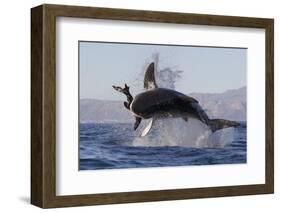 Great White Shark (Carcharodon Carcharias)-David Jenkins-Framed Photographic Print