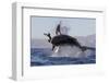 Great White Shark (Carcharodon Carcharias)-David Jenkins-Framed Photographic Print